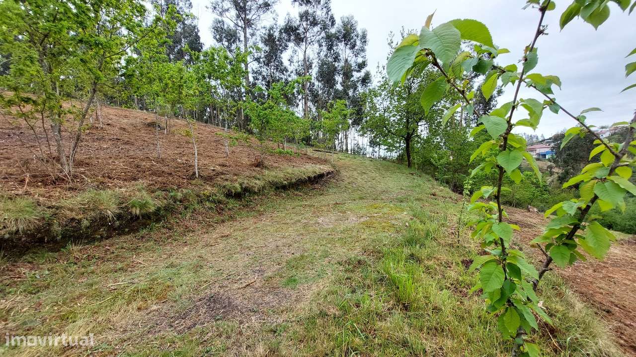 Terreno Terreno com 7.000m2 em Quinchães - Grande imagem: 3/8