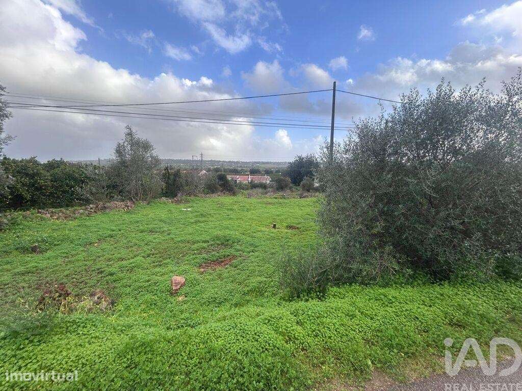 Terreno Agrícola em Alcantarilha e Pêra - Grande imagem: 5/8