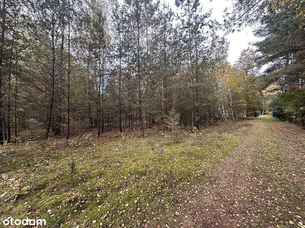Kwiatkowice Las- działka pod dom, cisza, las - Pełny obrazek: 5/5