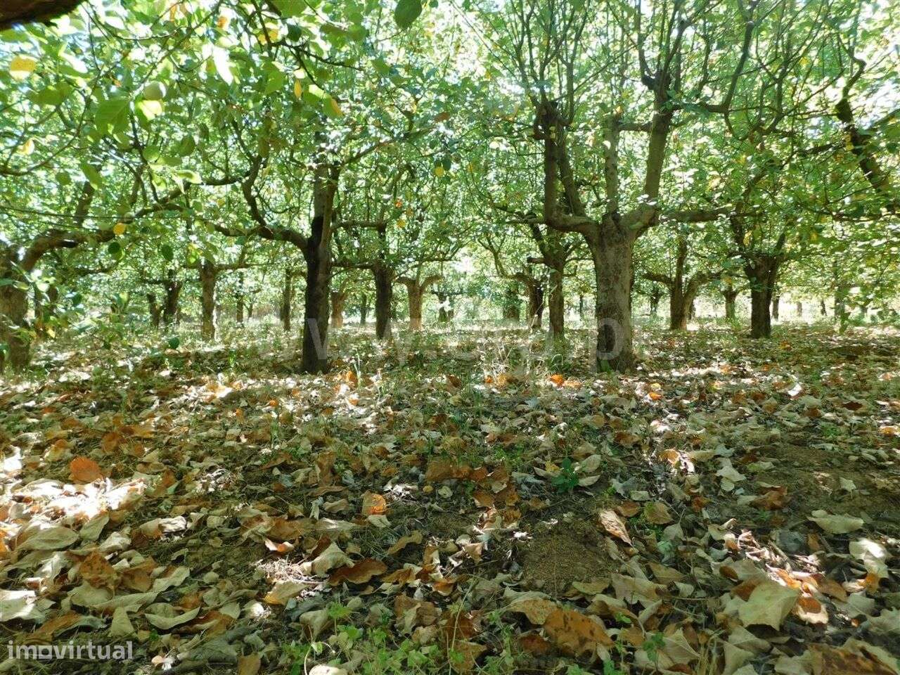 Terreno / Fundão, Souto da Casa - Grande imagem: 2/2