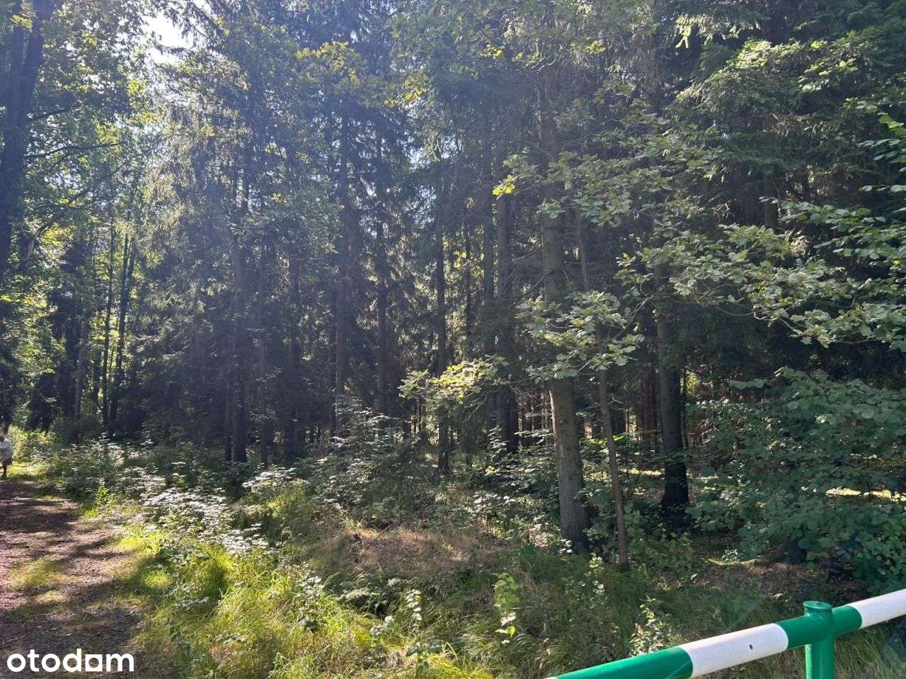 Zestaw 5 Działek Na Sprzedaż 1,72 ha Łomnica - Pełny obrazek: 5/11