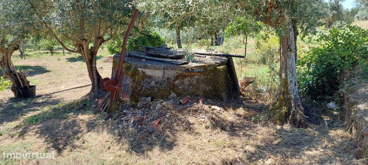 Terreno Rústico - Praia do Ribatejo, Vila Nova da Barquinha - Grande imagem: 5/5