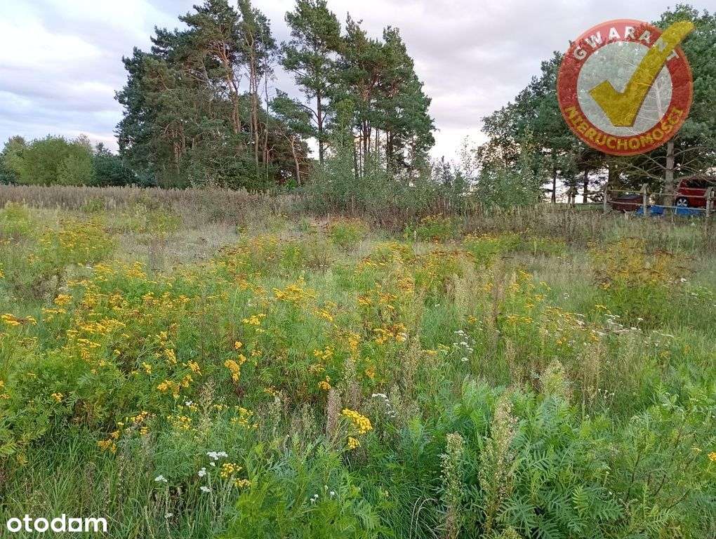 Dwie działki w Dzikowie Chrapy. - Pełny obrazek: 4/6