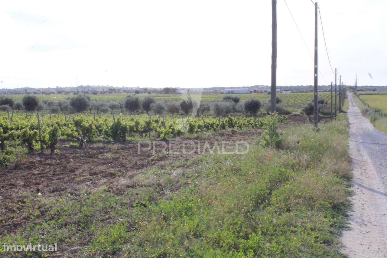 Vinha em plena produção 20 ha - Grande imagem: 5/32