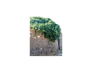 Moradia com Terreno na aldeia de Domingos da Vinha, Belver - Grande imagem: 4/55
