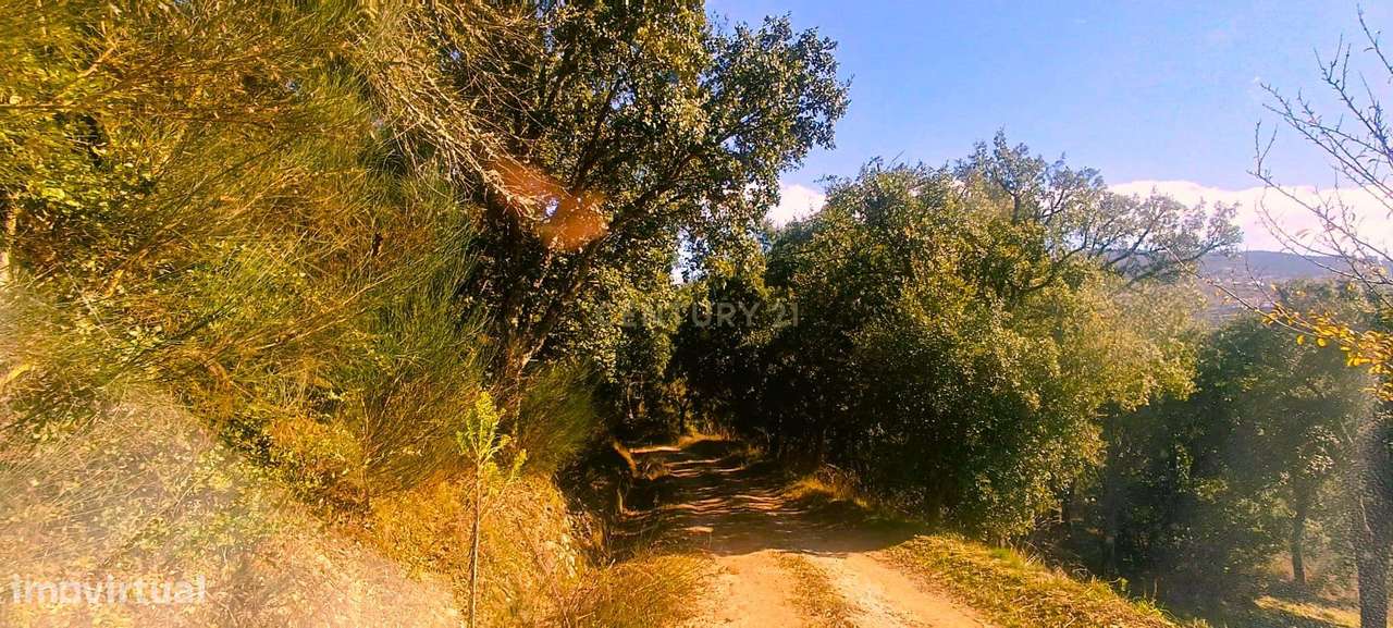 Terreno de uso múltiplo: agrícola e florestal em Santa Marinha do Zêze - Grande imagem: 5/32