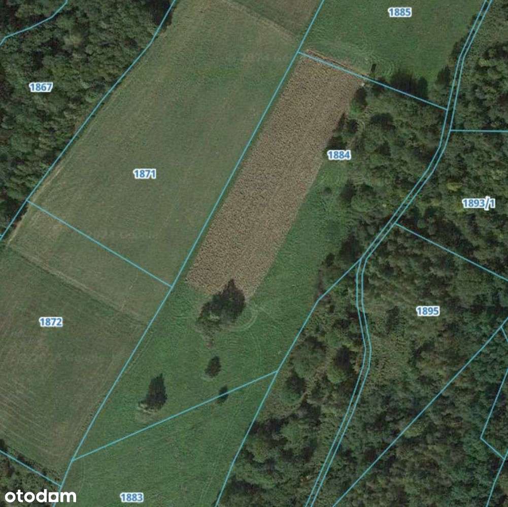 Widokowe działki w Lutczy (2,69 ha) - Pełny obrazek: 5/5