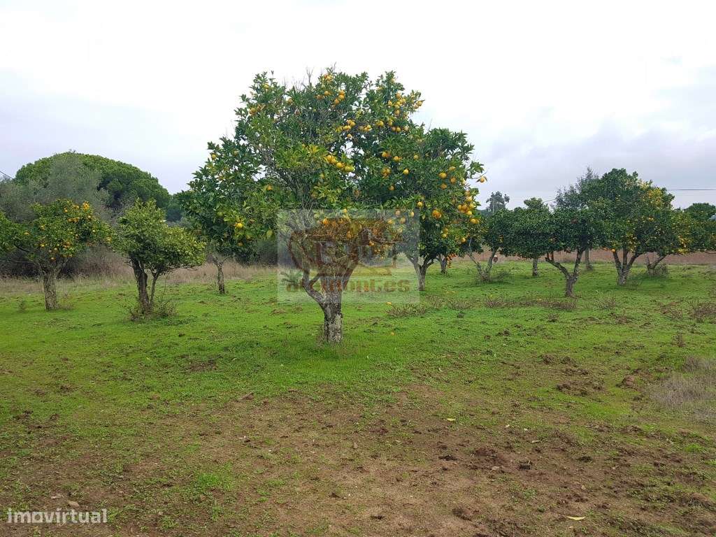 Terreno de 8ha com ruína a 5 minutos da praia da Aberta Nova e da a... - Grande imagem: 5/12