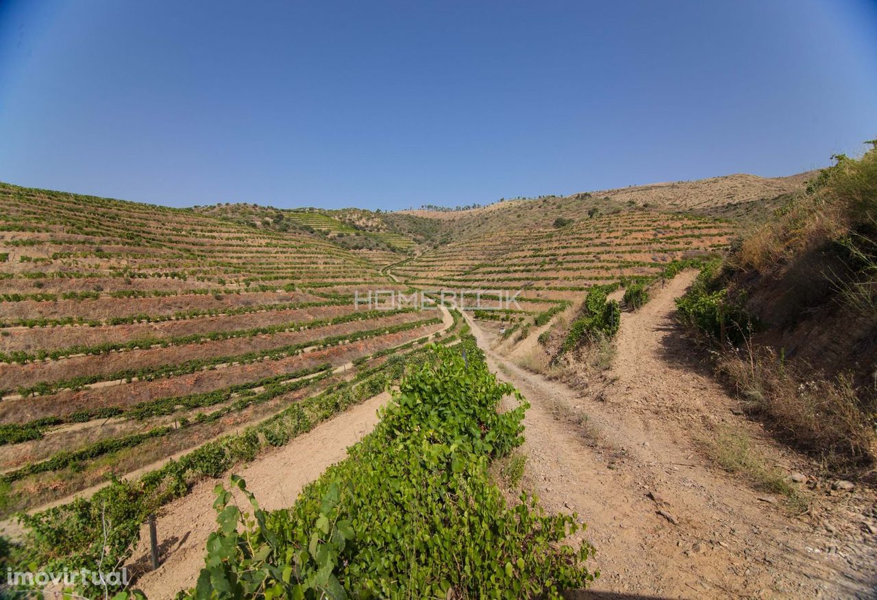 Quinta no Alto Douro Vinhateiro