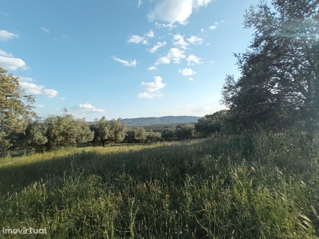 Herdade de 16Ha em Safurdão