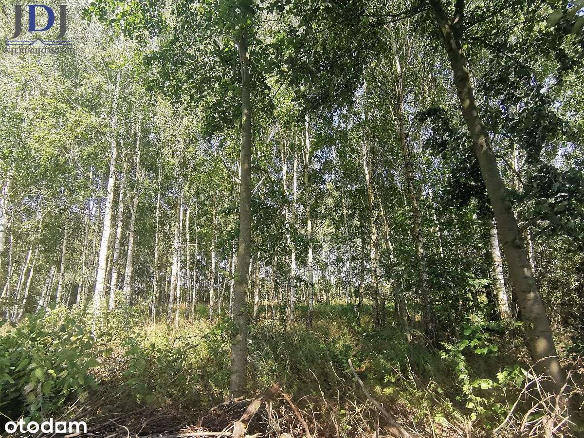 DZIAŁKA 9100 m2- WÓLKA ZABŁOCKA. TUCZNA - Pełny obrazek: 4/7