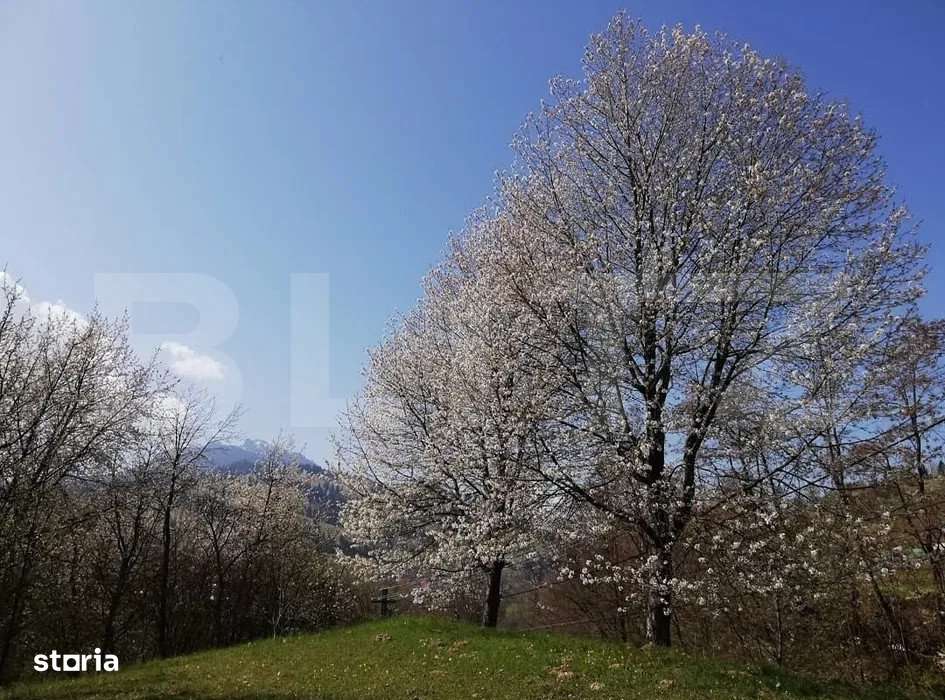 Teren 2500 mp, la strada, Ceahlau,, locatie perfecta - Imagine principală: 3/3