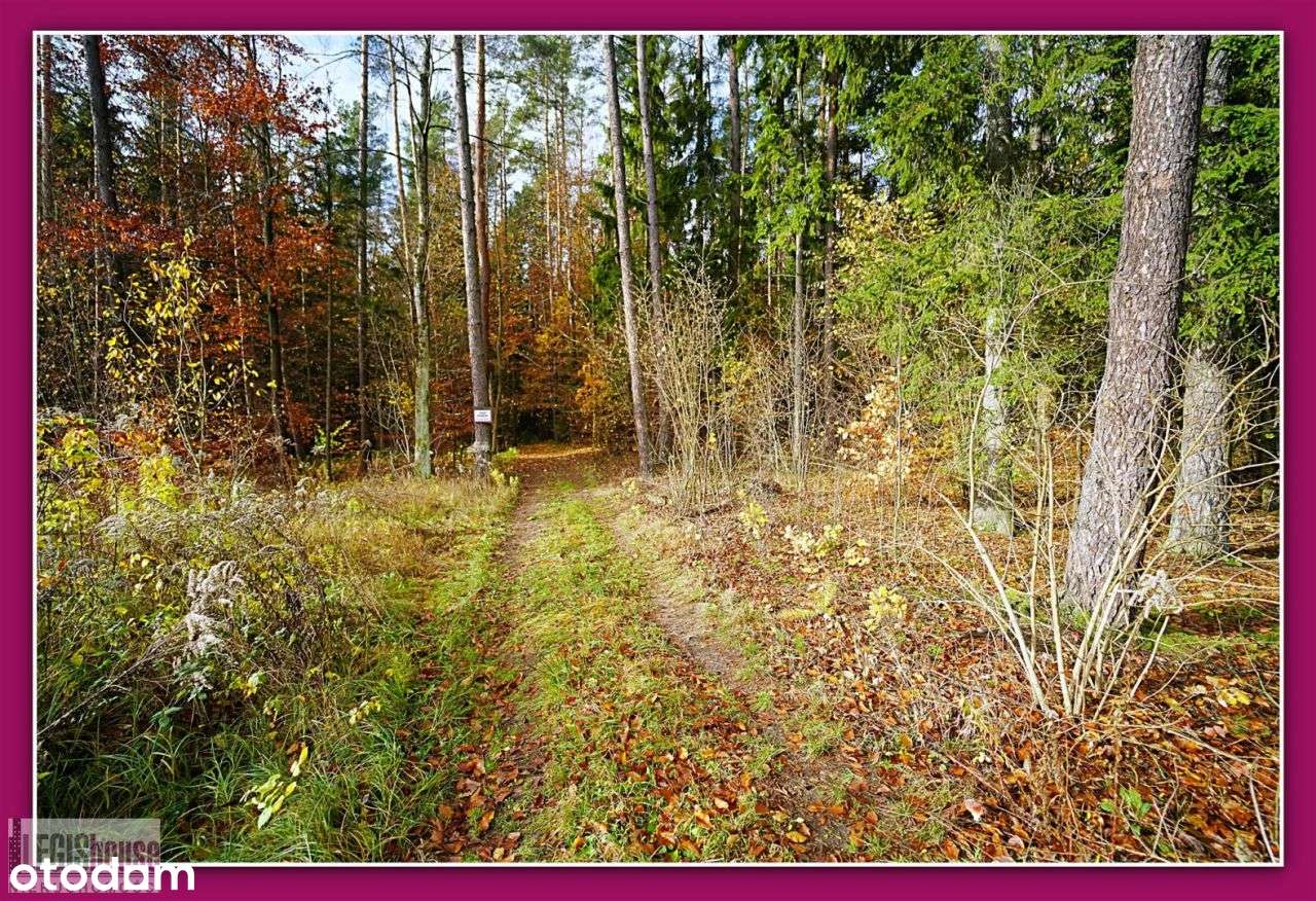 Las 2,2181 Ha*Różnowo*Bogaty Drzewostan*Uzbrojenie-5