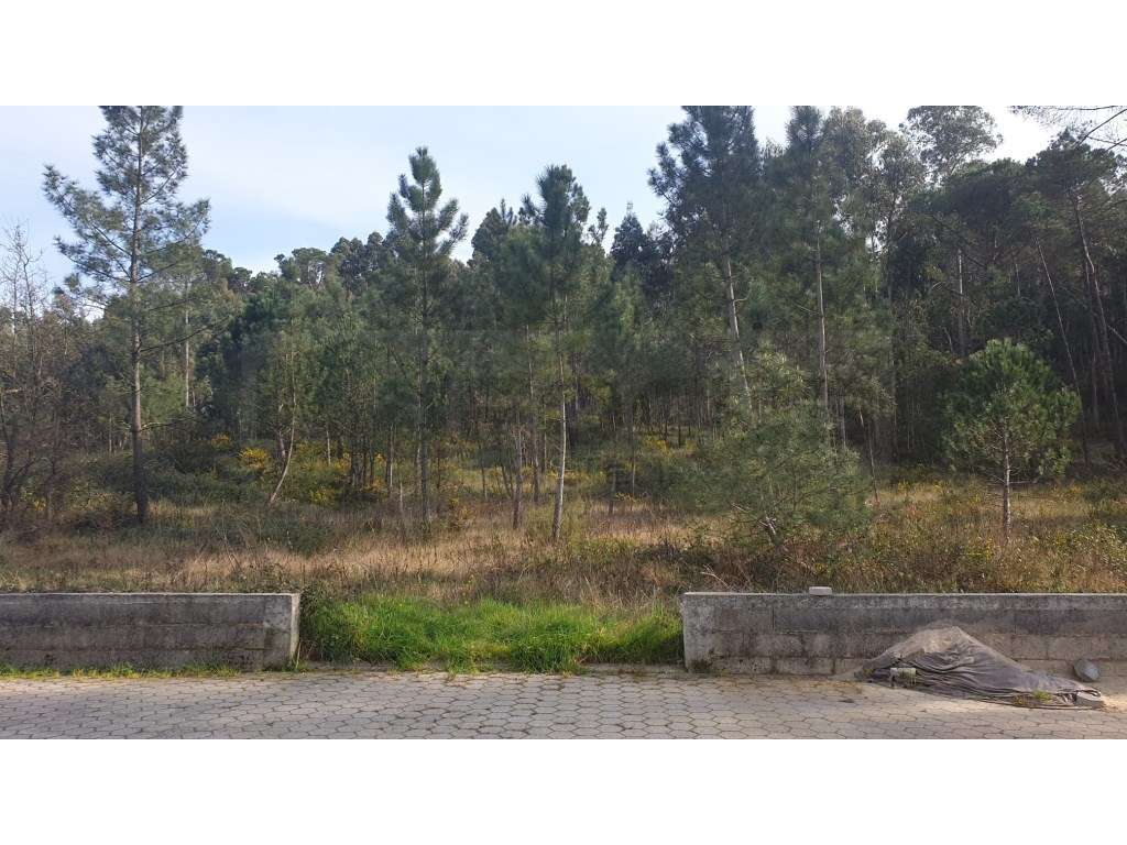 Espaçoso terreno para venda a 3 Km do centro de Oliveira do Bairro - Grande imagem: 5/21