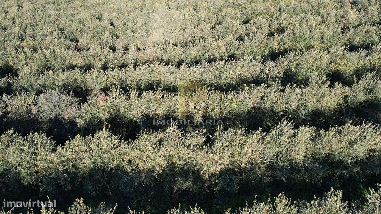 Terreno Rústico  Venda em Almoster,Santarém-6