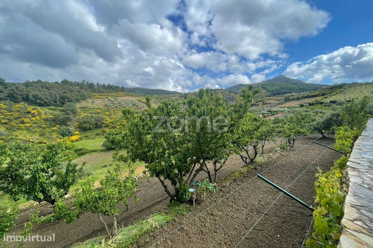 Quinta com Moradia V3 de 2 Pisos, Garagem e Olival – São Pedro, Vei... - Grande imagem: 5/30