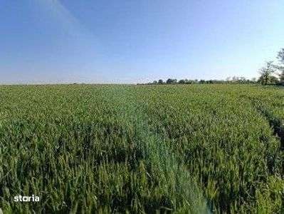 Teren Extravilan Albesti Paleologu, ID: R2586757 - Imagine principală: 5/7