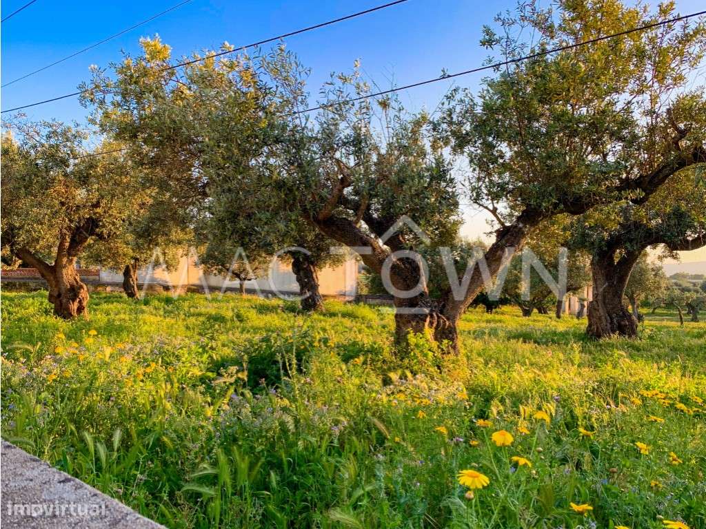 Imóvel Estratégico em Alcanena para Projeto Empresarial ou Residencial-6