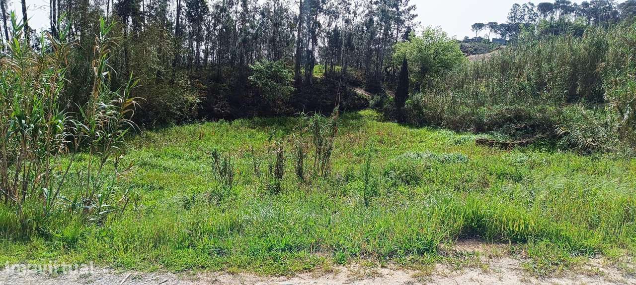 Terreno Rústico em Coimbra - Oportunidade Única por 12.990€ - Grande imagem: 5/8