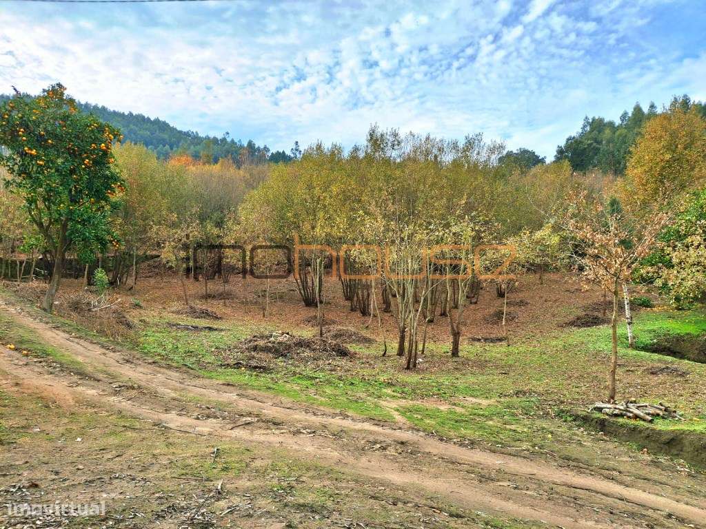 Quinta com Ribeiro e casa para restaurar - Terreno de cultivo-8