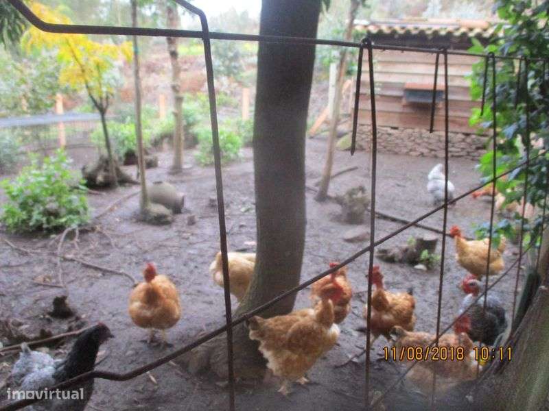 Terreno 2 hectares em Caminha. - Grande imagem: 4/7