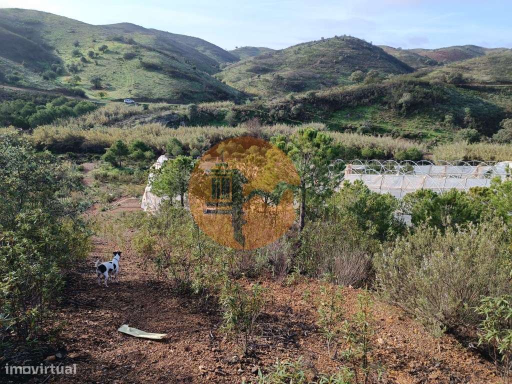 TERRENO COM 23.440 M2 - COM ESTUFAS - LINHA D'AGUA - TANOEIRO - CAS... - Grande imagem: 5/39