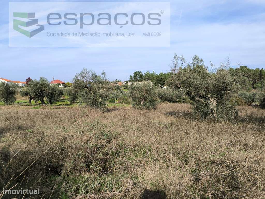 Terreno com olival e sobreiros - Salgueiro do Campo - Grande imagem: 2/7