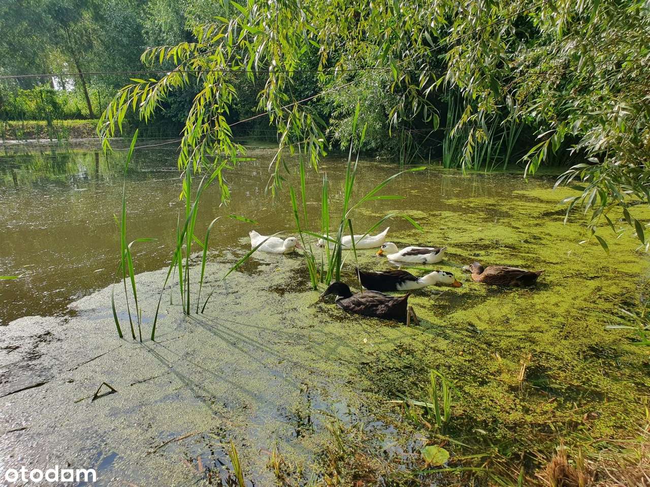 Okazja! DOM Siedlisko Budynki Gosp SAD Staw ok 1h-13