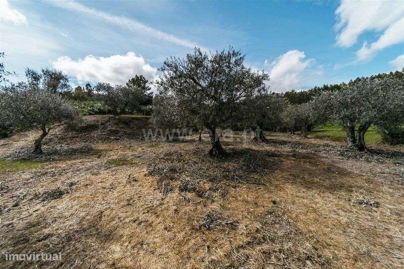 Terreno Rústico / Fundão, Castelejo - Grande imagem: 4/10