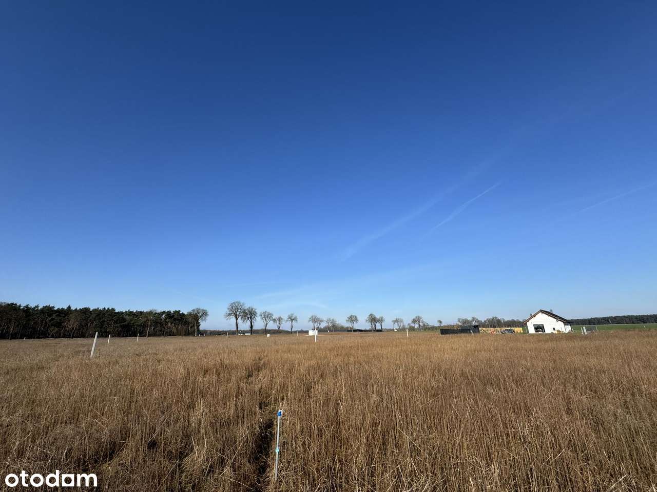 Ustawne działki - MPZP - Głogusz - Pełny obrazek: 5/6