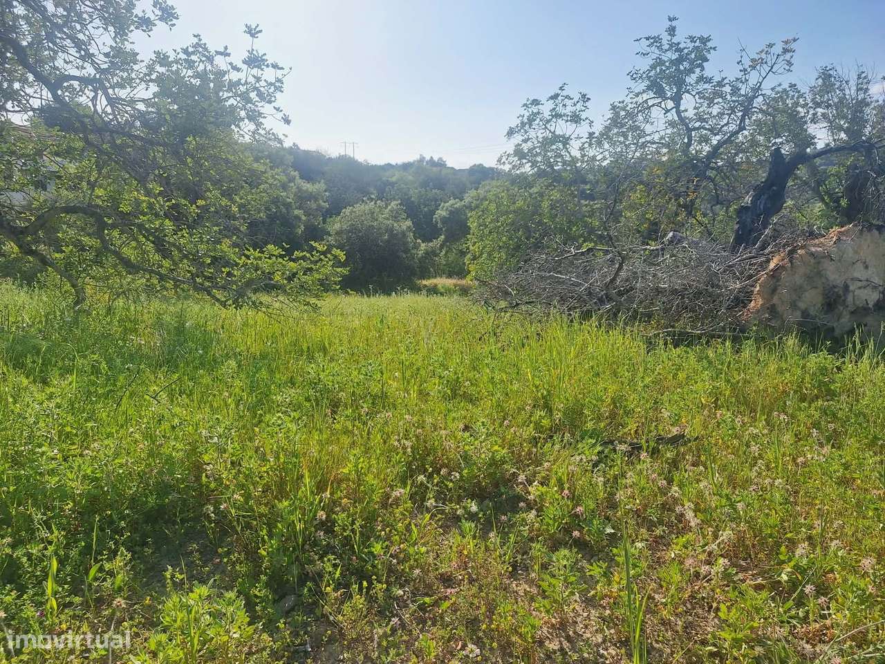 Terreno nos arredores de São Brás de Alportel-9