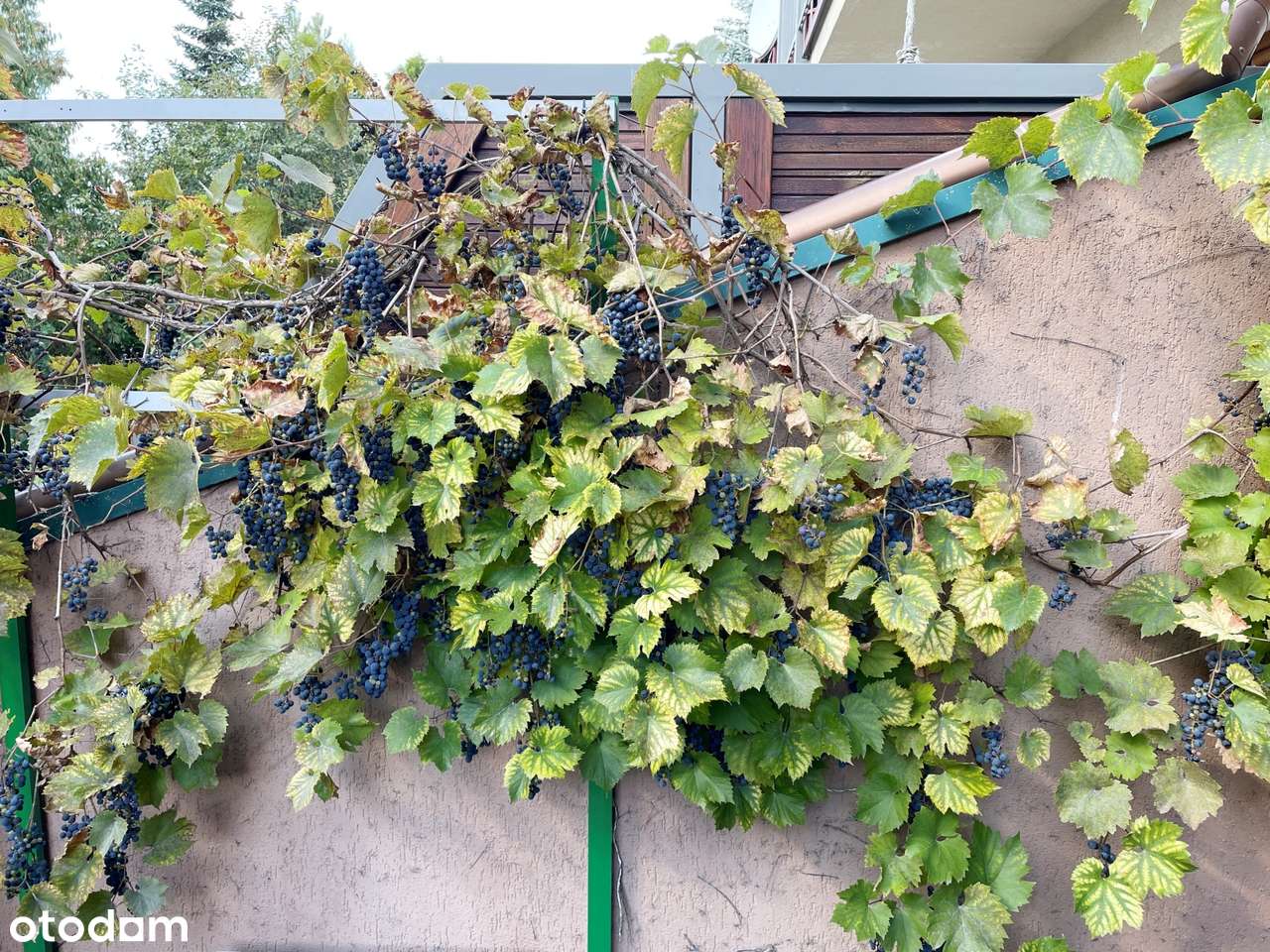 Kompaktowy szereg do zamieszkania !-12