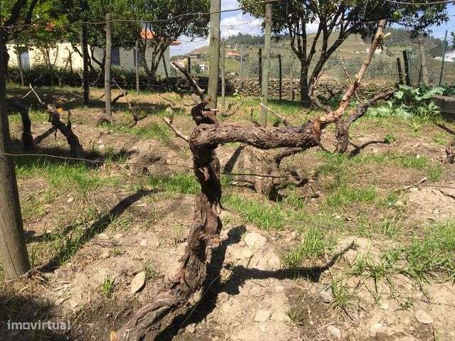 Casa com Terreno em Vilarinho de Cotas, Douro-30