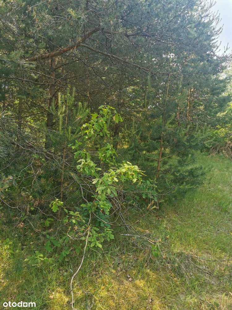 Atrakcyjne Działki w Bukowcu, Gmina Brójec - Pełny obrazek: 5/7