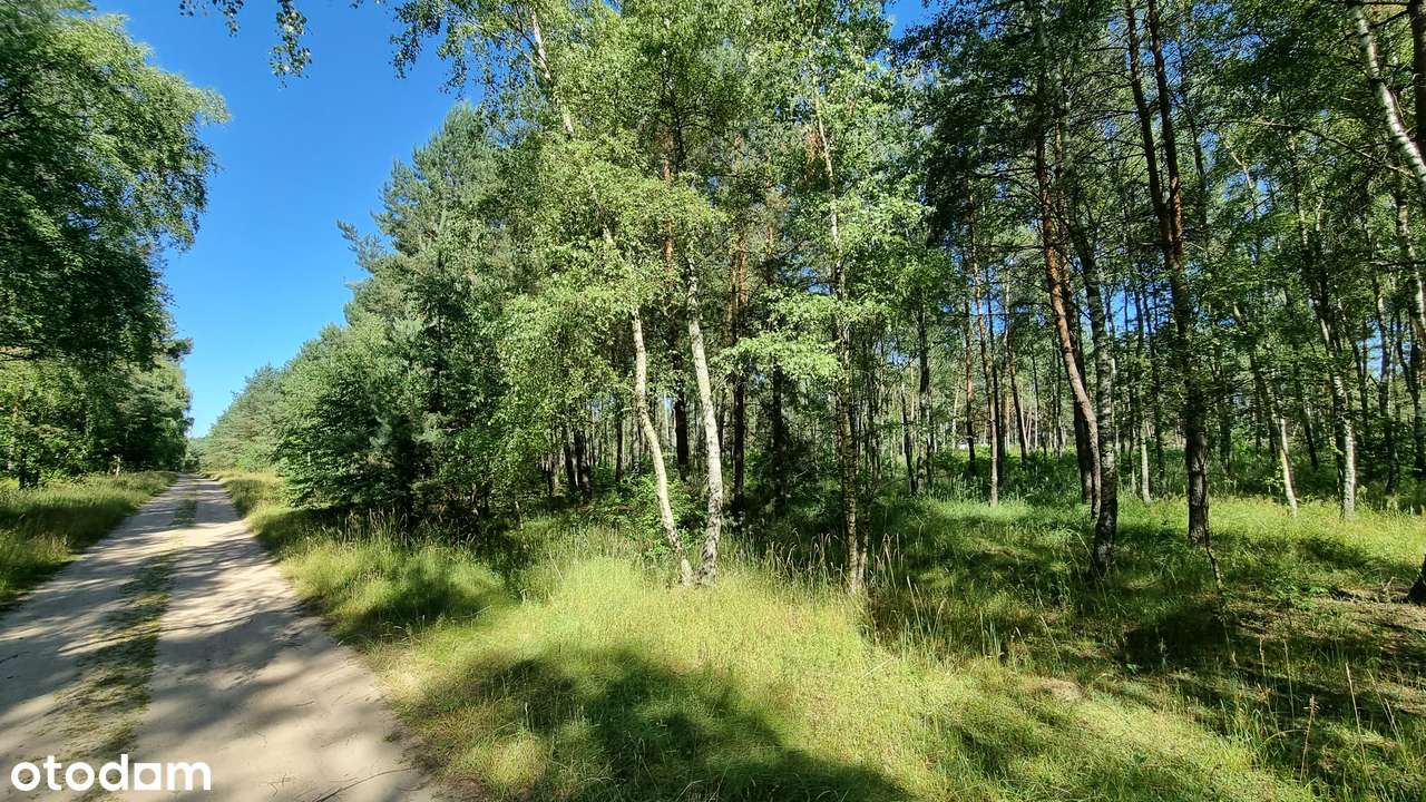 Działka ze starodrzewiem - Puszcza Zielonka Karczewko-13