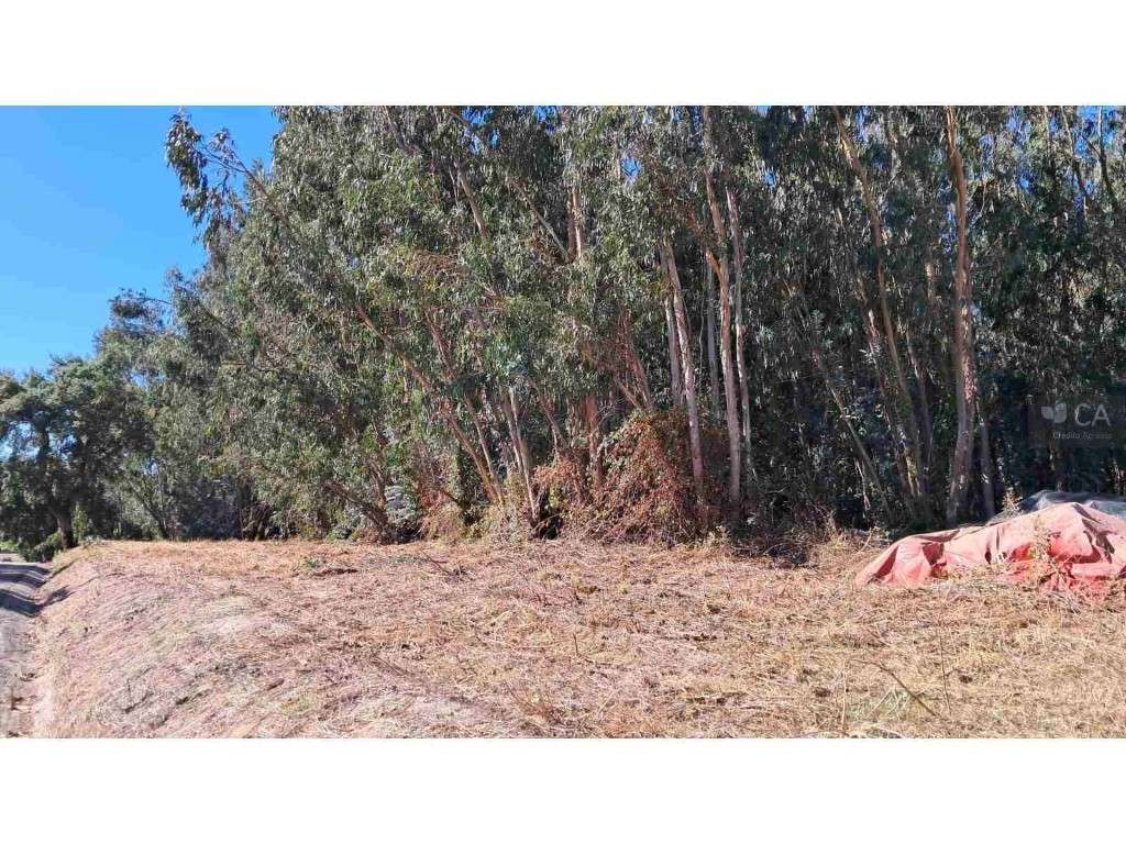 PRÉDIO MISTO COM PAVILHÕES, TERRENO AGRÍCOLA E EUCALIPTAL - ASSEICEIRA - Grande imagem: 5/10