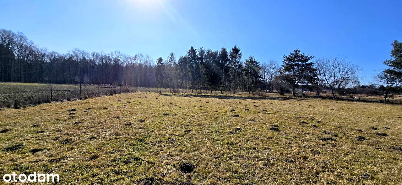 Jedyna taka okazja - dom na dużej działce po lasem !!!-4