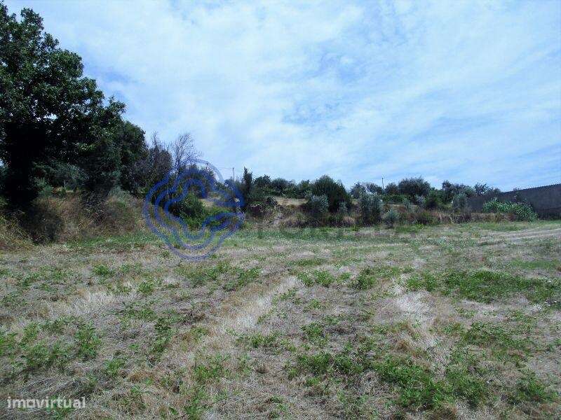 Terreno agrícola com 4.280 m2 a 5 minutos da Aldeia de Dornes, centro - Grande imagem: 5/15