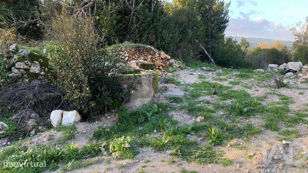 Terreno Agrícola em Pombal - Grande imagem: 4/28