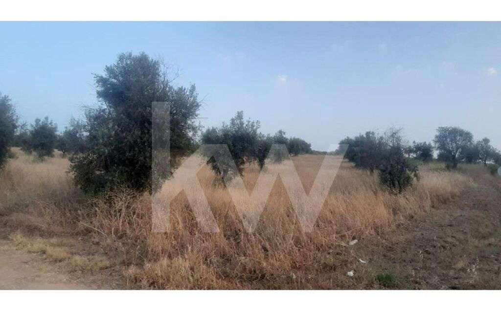 Terreno rústico com plantação de Olival em Avis Portalegre - Grande imagem: 3/10