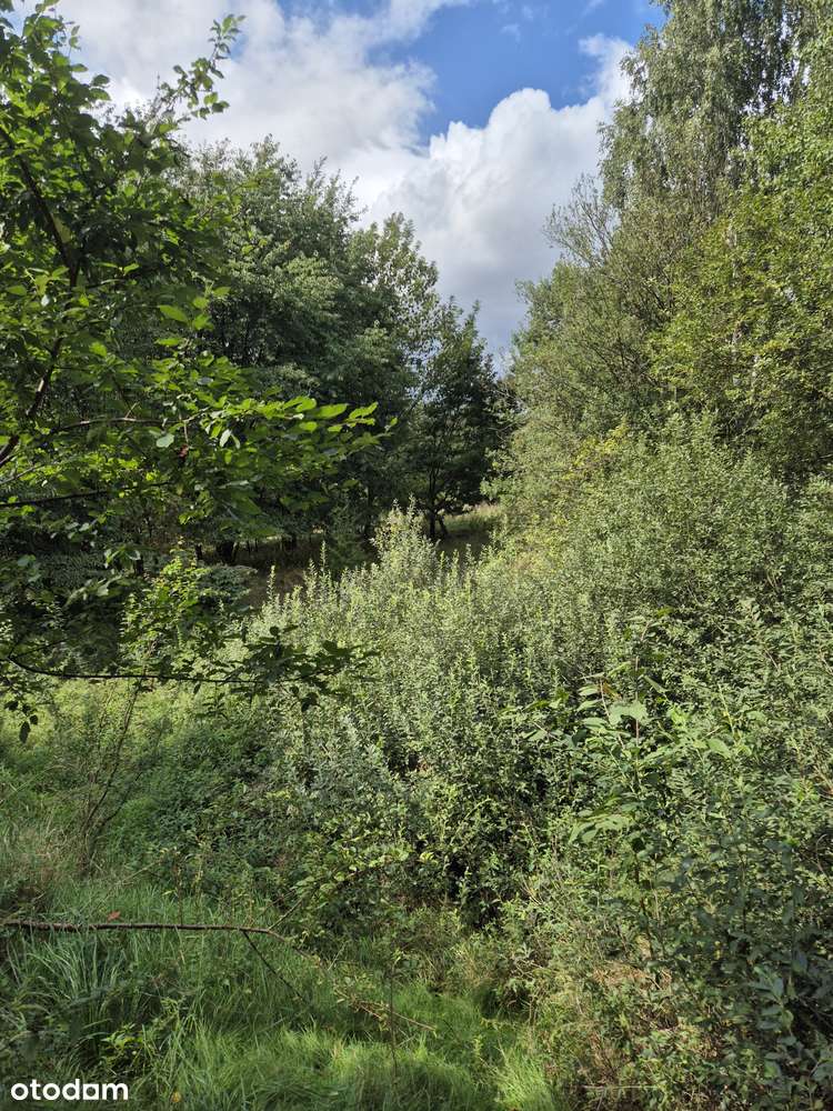 Sprzedam gospodarstwo rolne-13