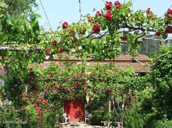 Quintinha a 20 minutos do porto - Grande imagem: 5/7