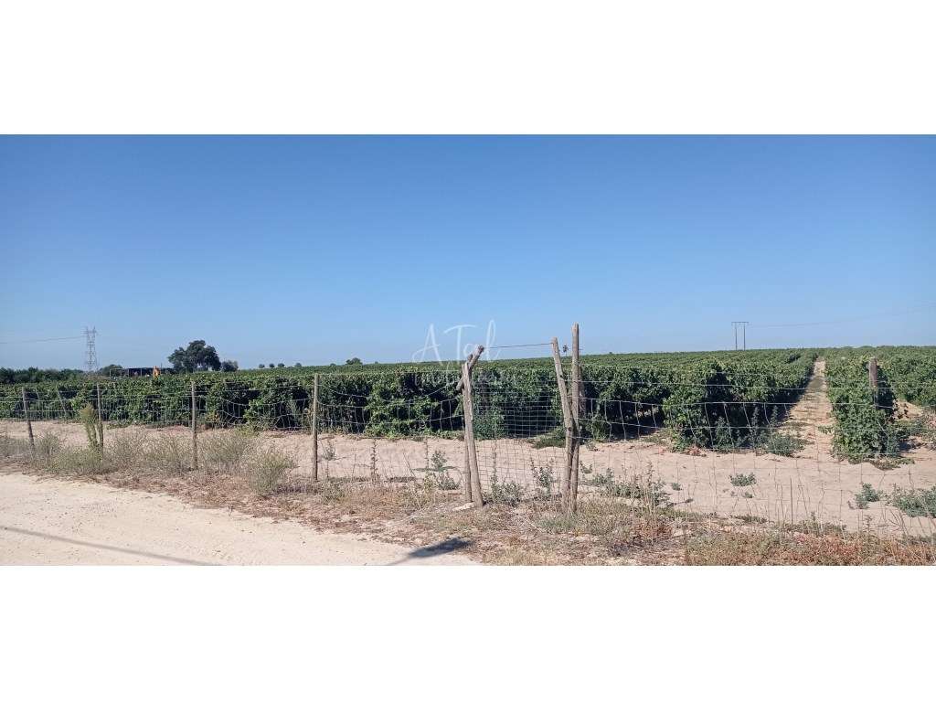 Terreno com Armazém e moradia - POCEIRÃO - Grande imagem: 3/6