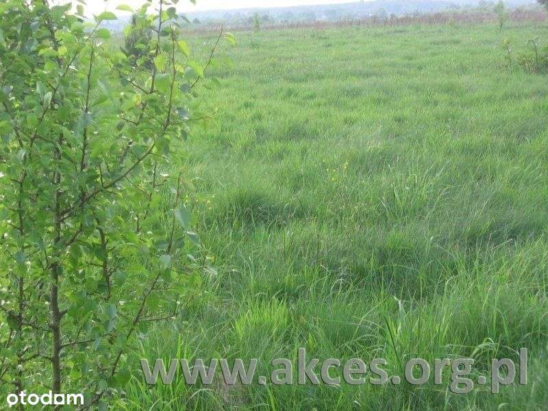 Do Sprzedaży Działka 4000M2 za 300tys. zł - Pełny obrazek: 4/5