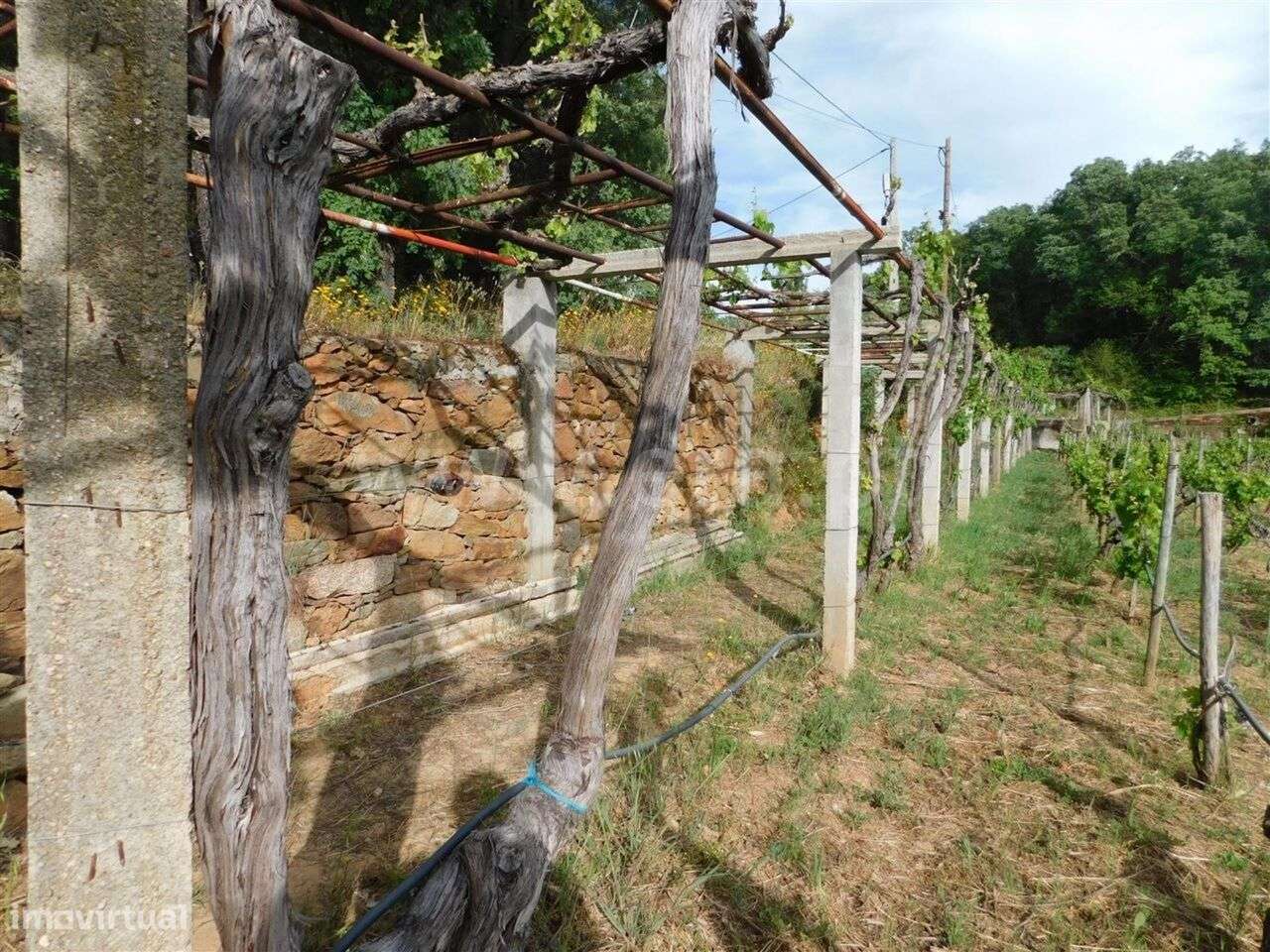 Terreno / Fundão, Alcaide - Grande imagem: 5/12