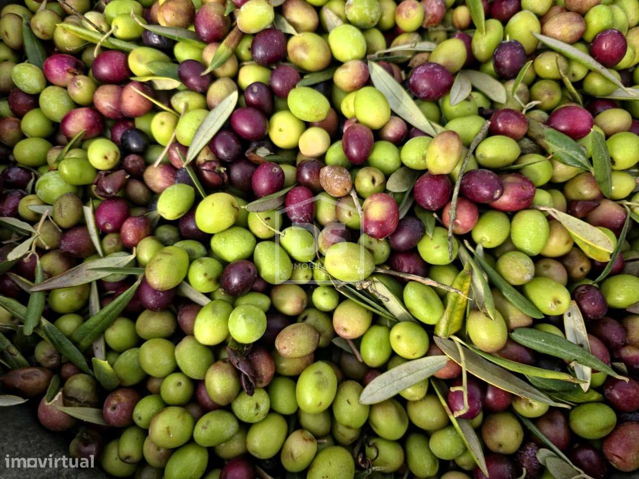 Quinta T4 Venda em Fontelas,Peso da Régua-47