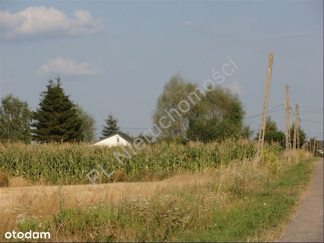 Działka, 16 000 m², Wielgolas Duchnowski