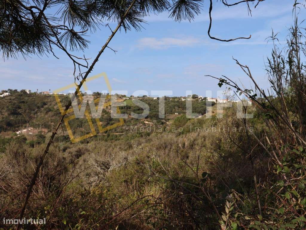 Terreno na Carvoeira - 2 Terrenos Rústicos com um Total de 9187m2 - Grande imagem: 3/12