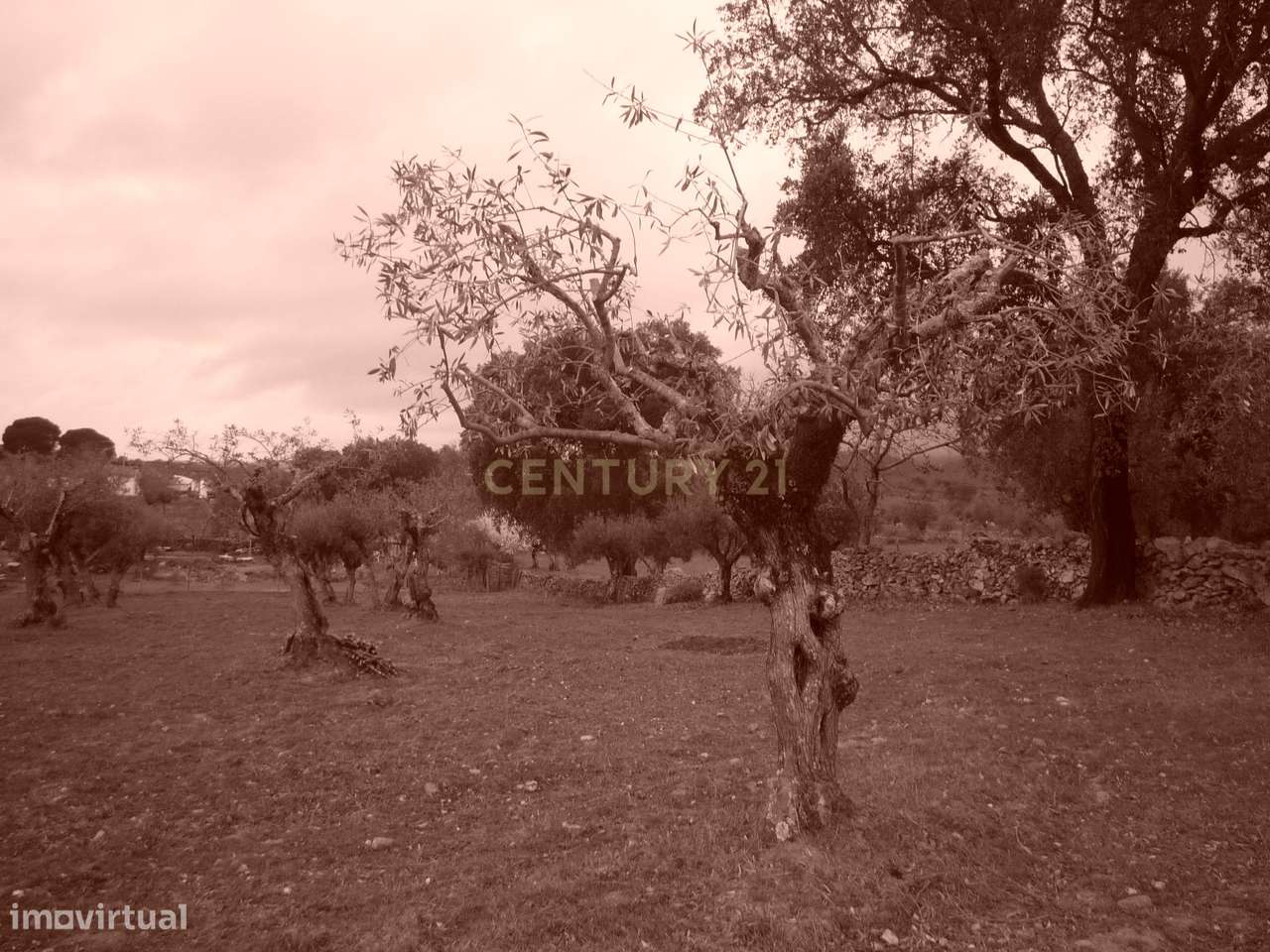 Terreno Rústico com Olival - Grande imagem: 4/4