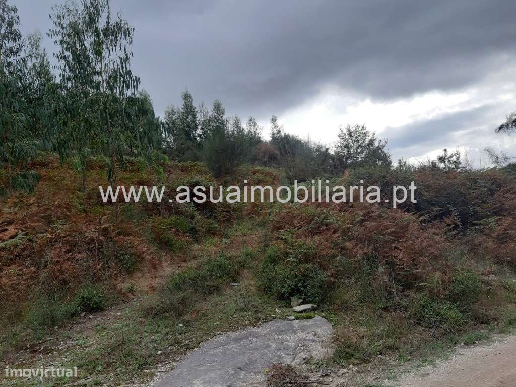 Bouças e Terrenos Agrícolas - Caldelas - Grande imagem: 2/43